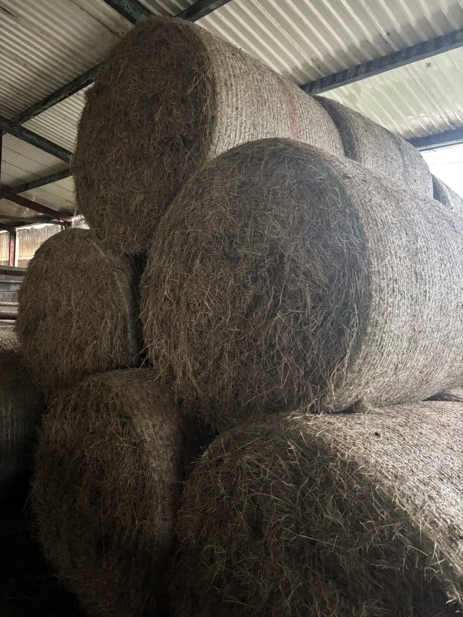 Silage Bales - Image 2