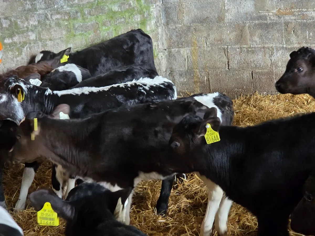 AA & LM Calves for sale - Image 1
