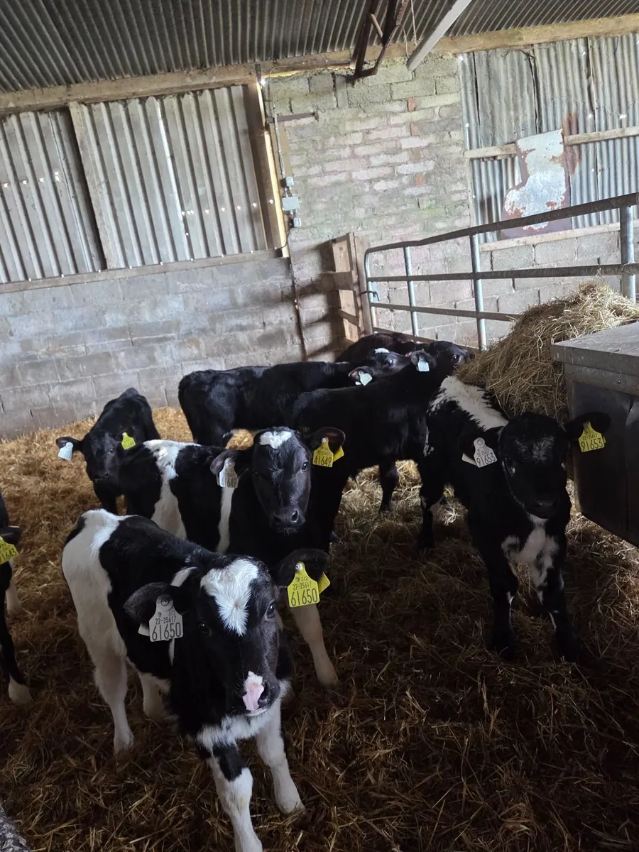 AA & LM Calves for sale - Image 2
