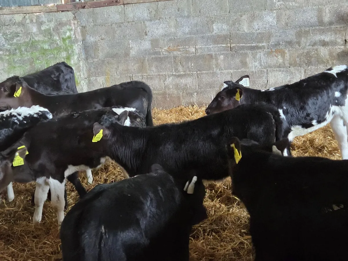AA & LM Calves for sale - Image 3