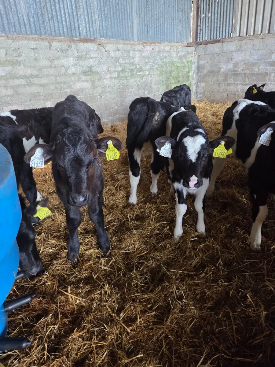 AA & LM Calves for sale - Image 4