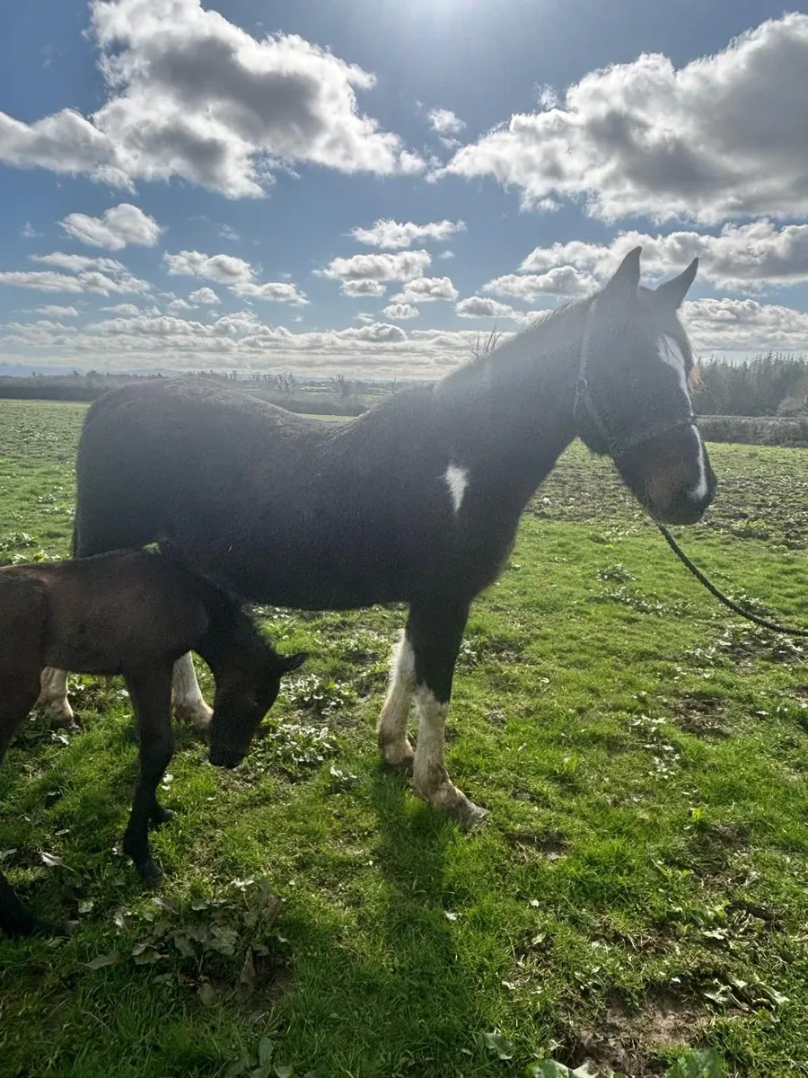 Mares and foals - Image 2