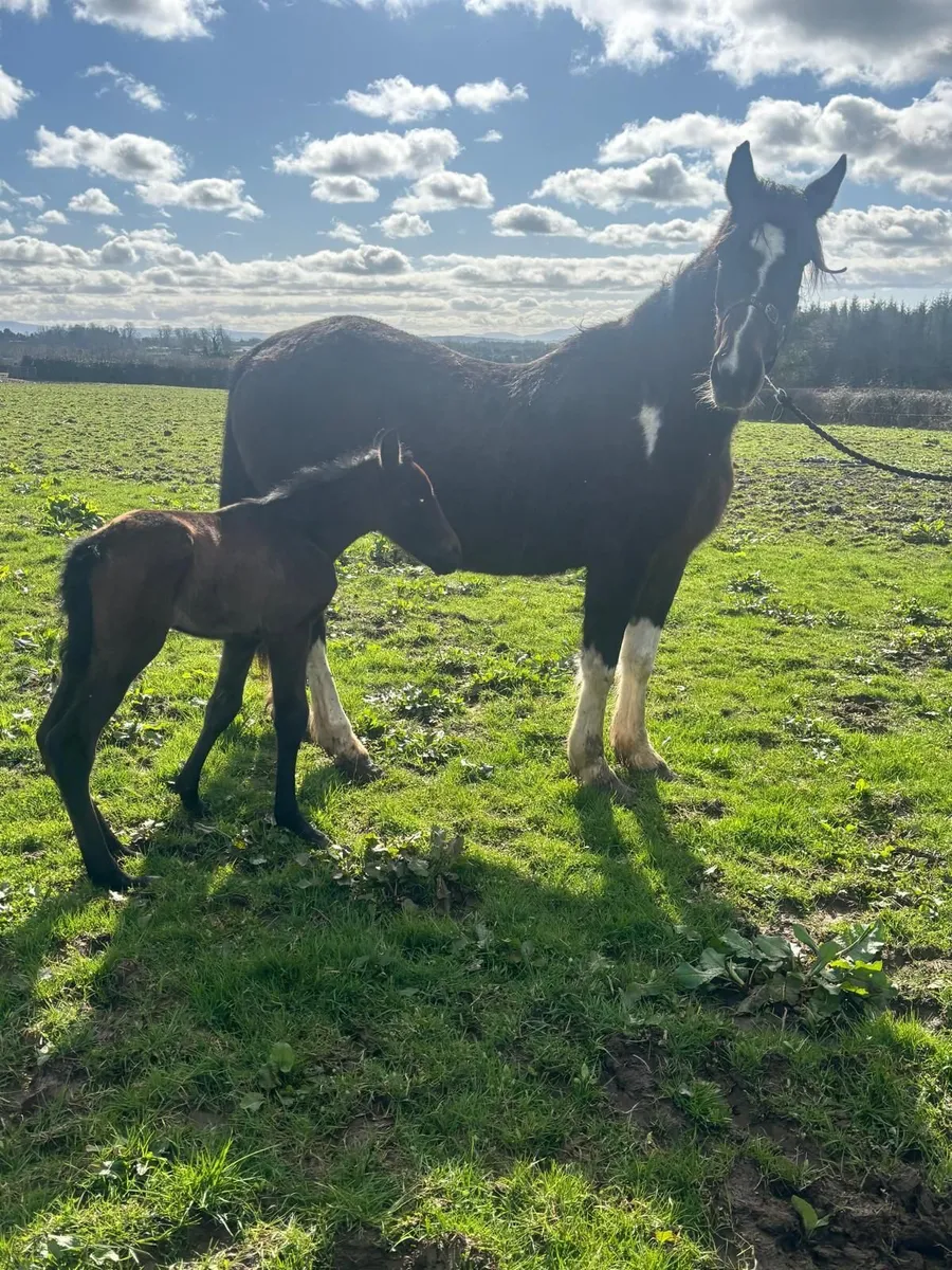 Mares and foals - Image 3