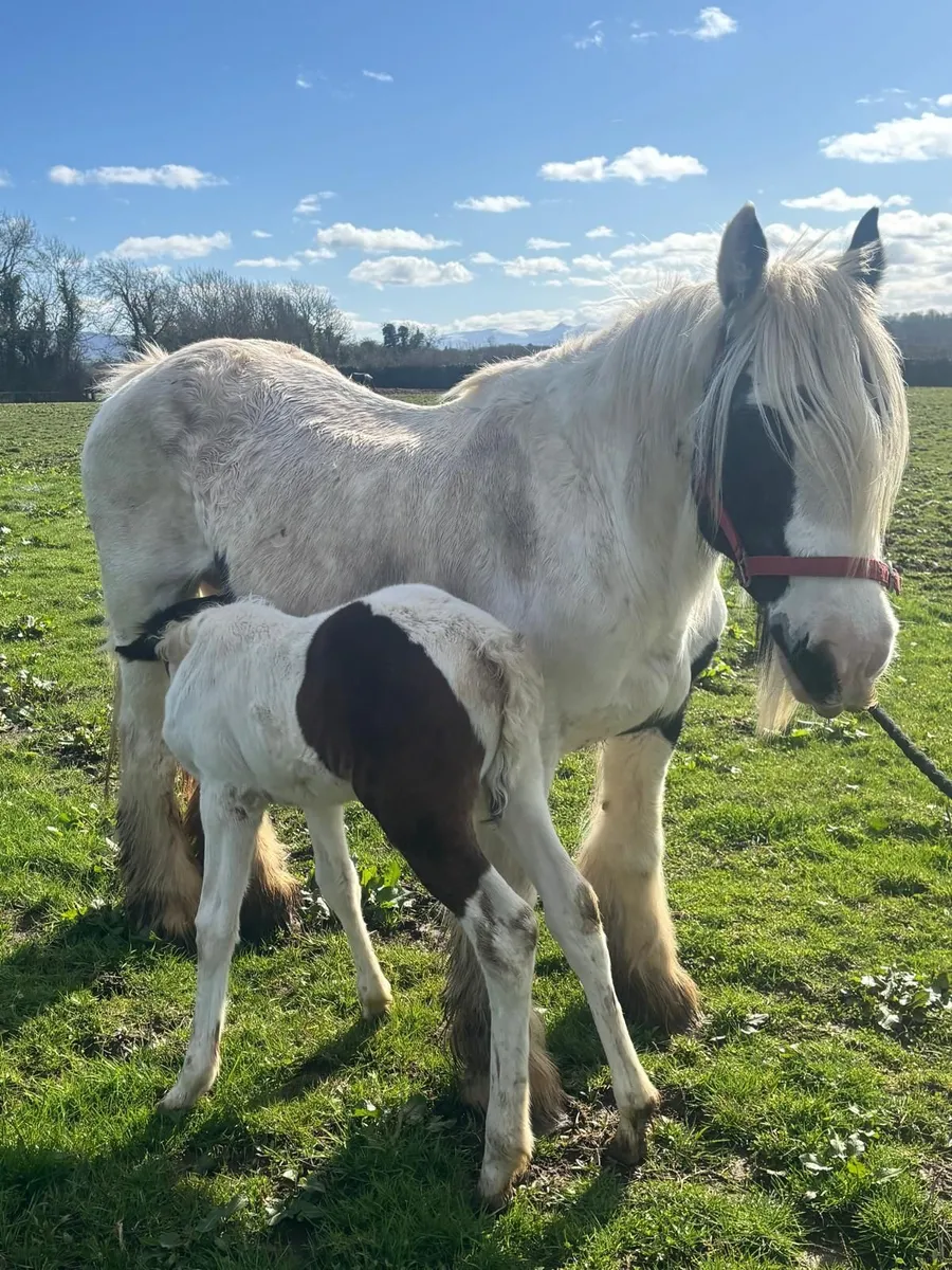 Mares and foals - Image 4