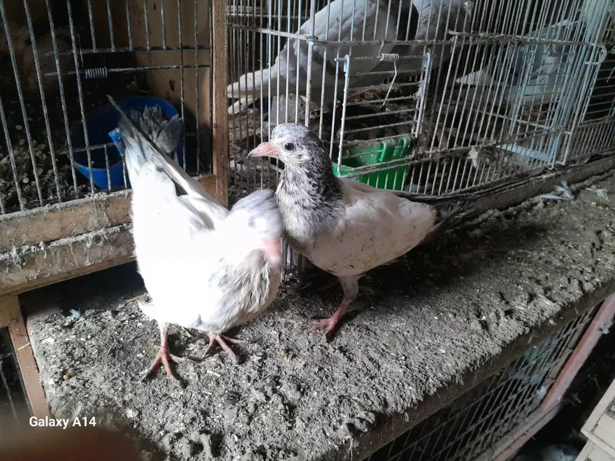 Very good quality racing and high flyer babypigeon - Image 4