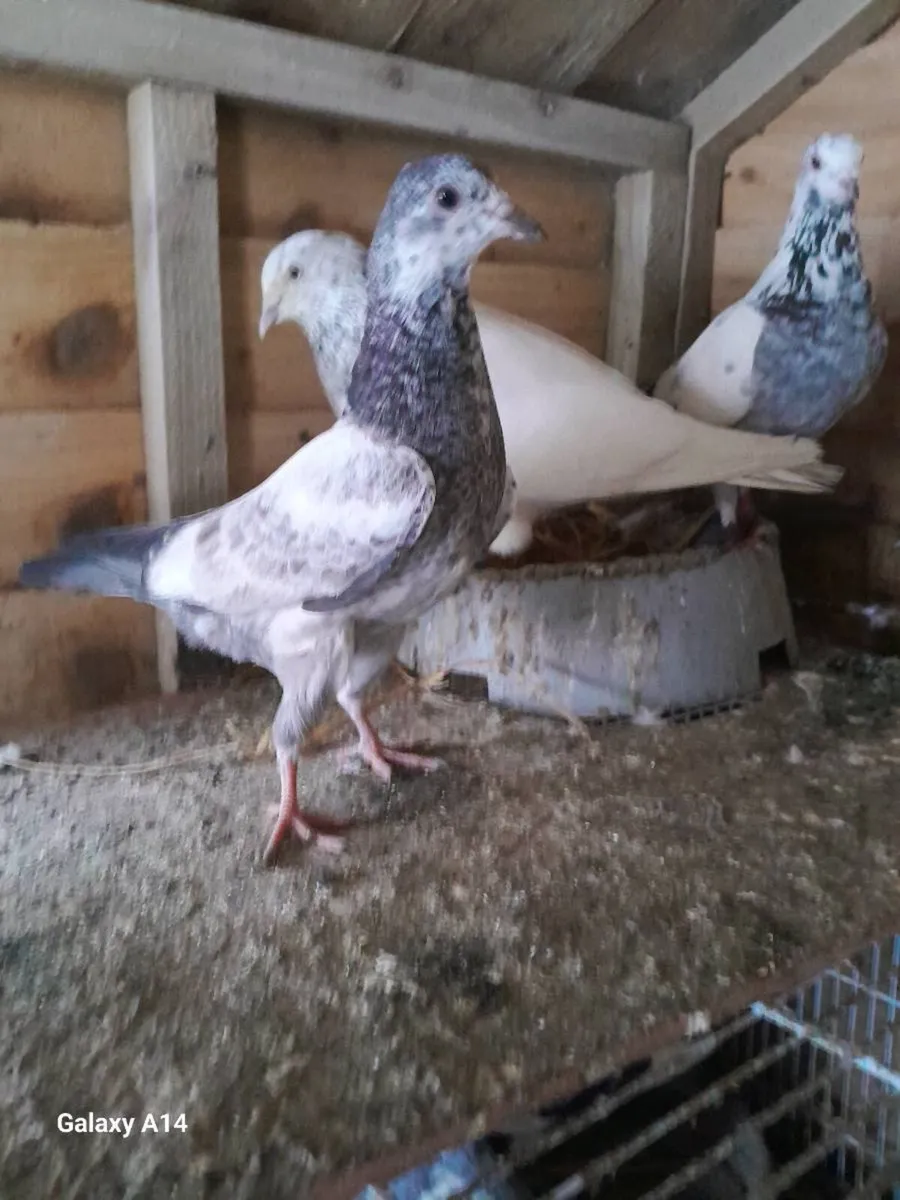 Very good quality racing and high flyer babypigeon - Image 1