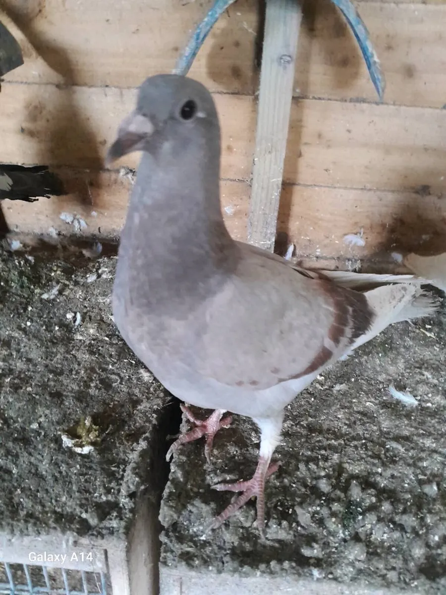 Very good quality racing and high flyer babypigeon - Image 2