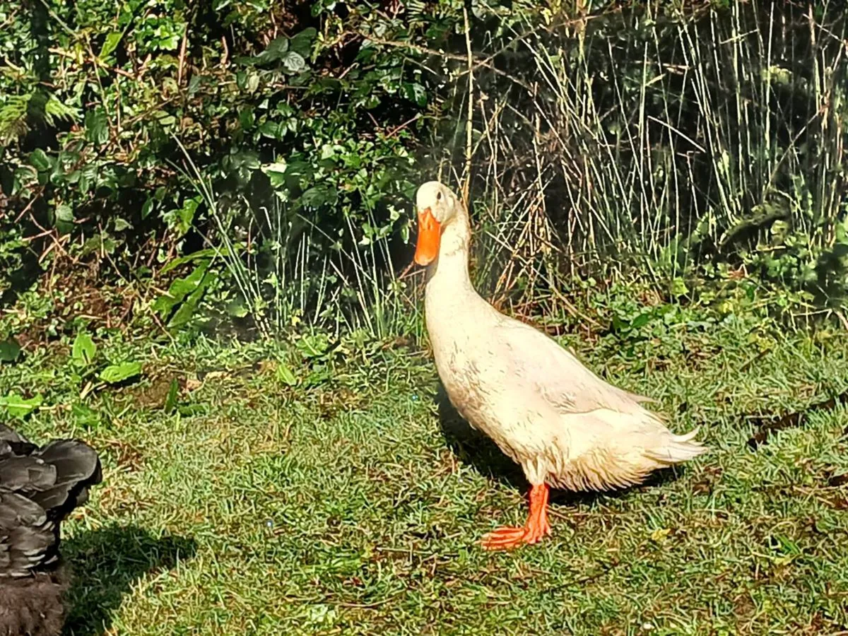 Poultry - Image 4