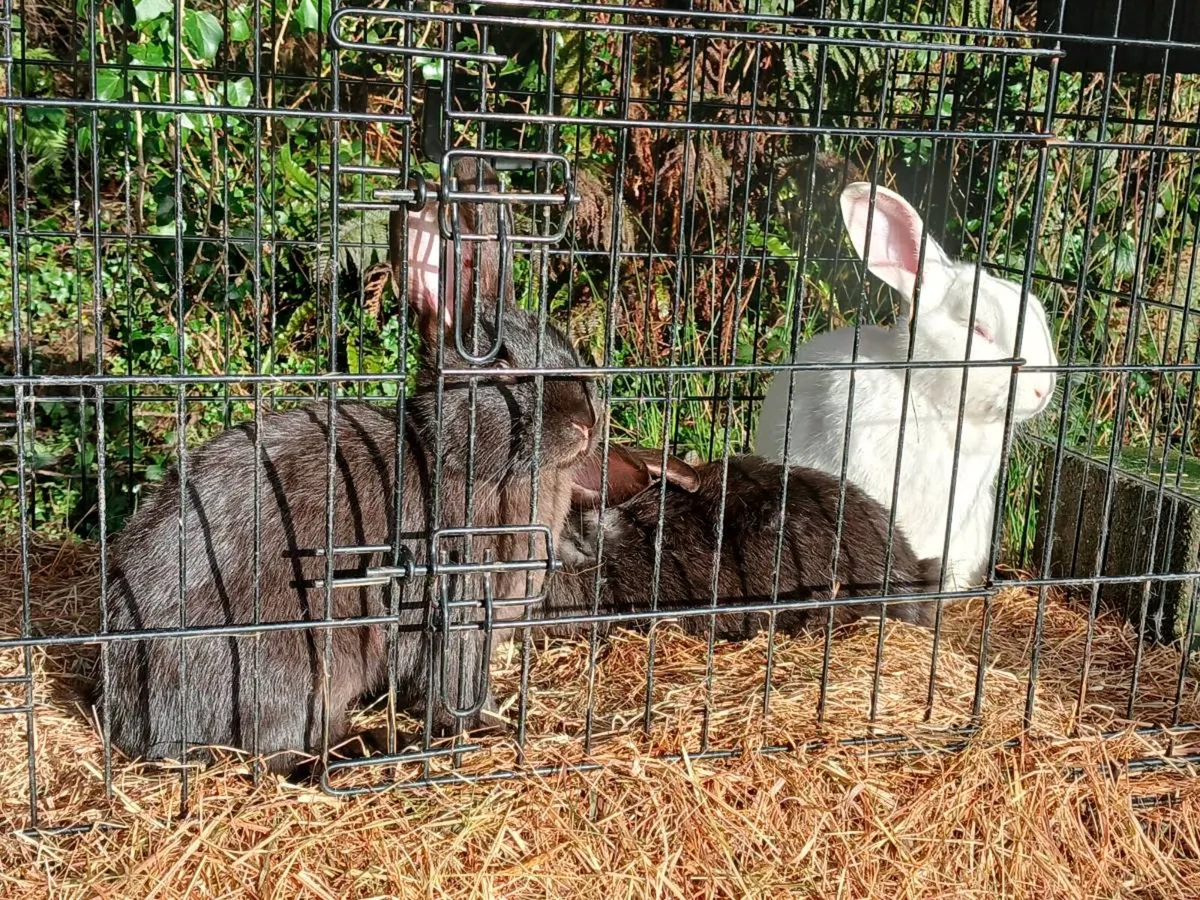 Rabbits - Image 3