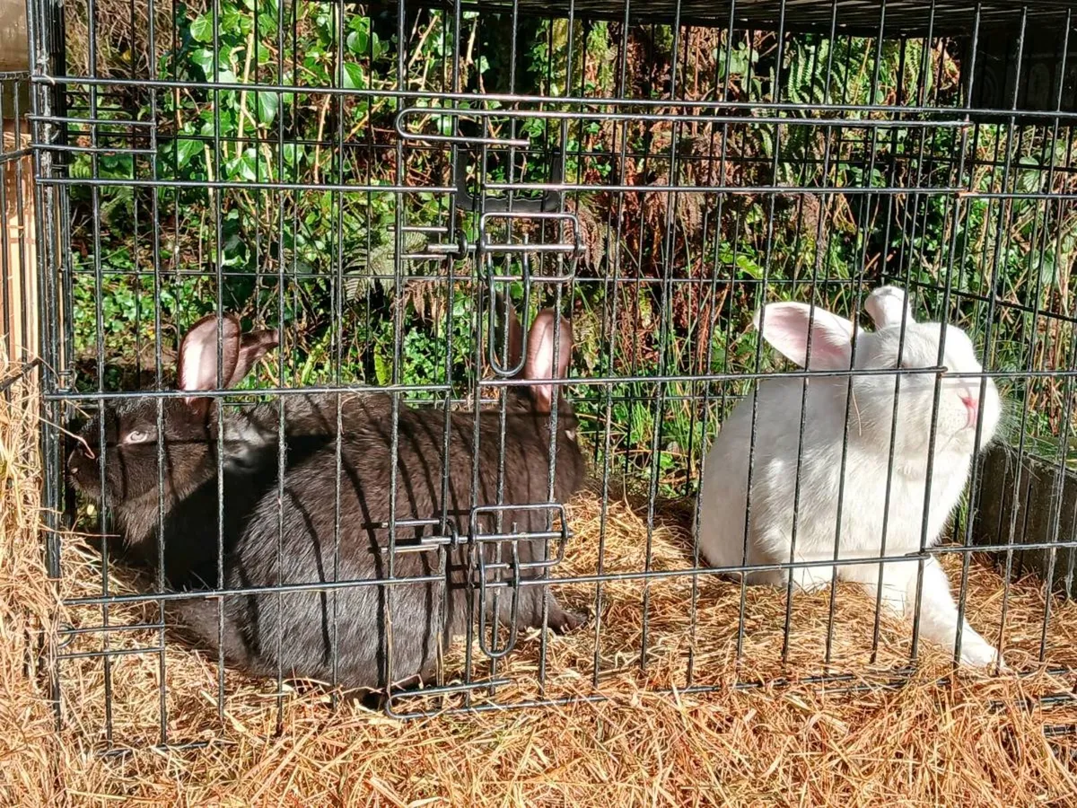 Rabbits - Image 4