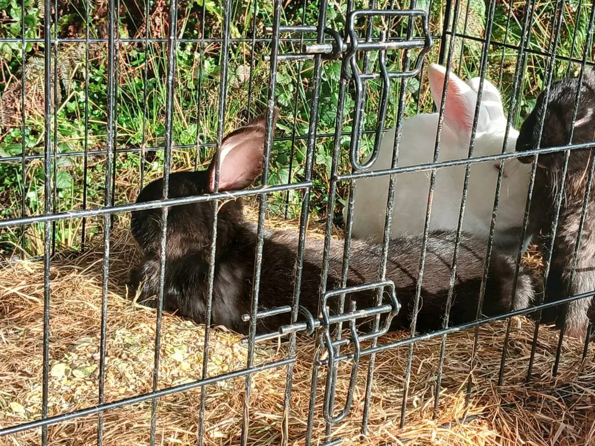 Rabbits - Image 2