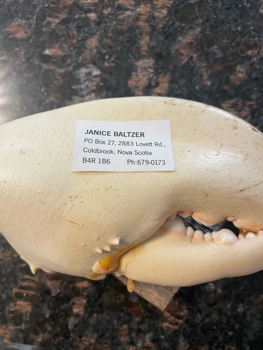 Hand painted crabs claw - Image 2