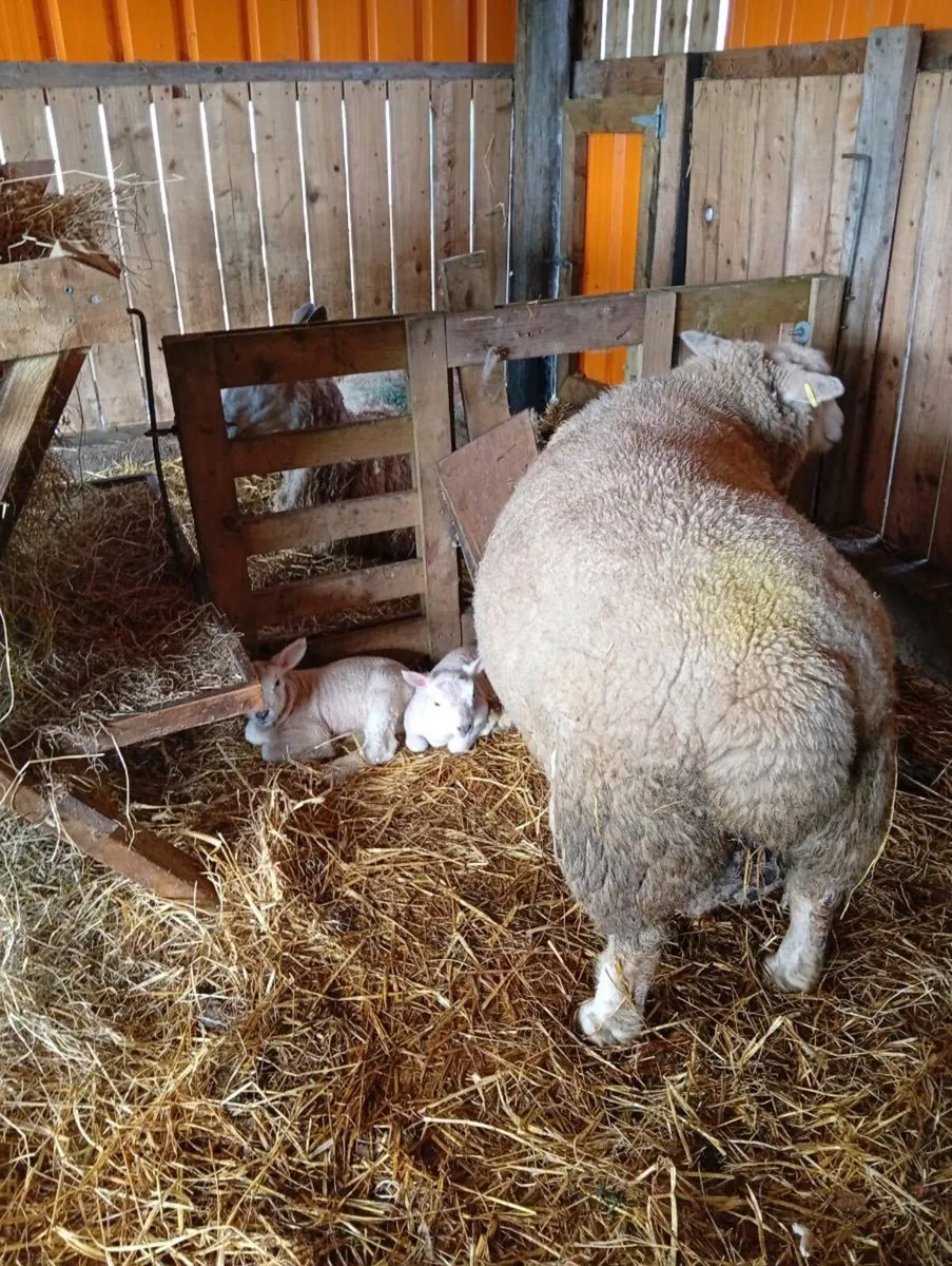 Ewes & Lambs - Image 1