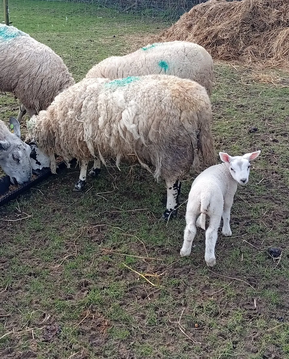 Ewes & Lambs - Image 2