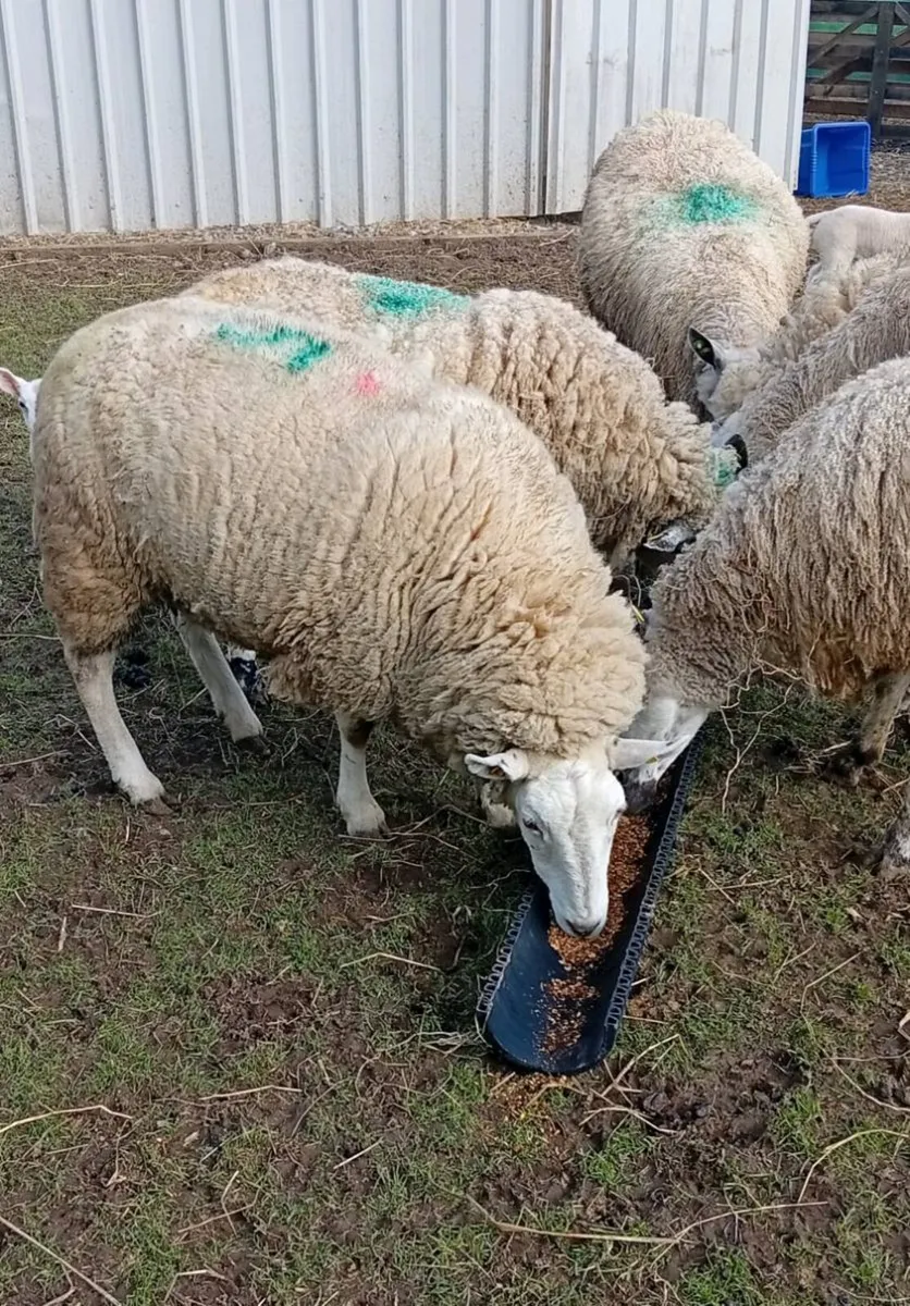 Ewes & Lambs - Image 3