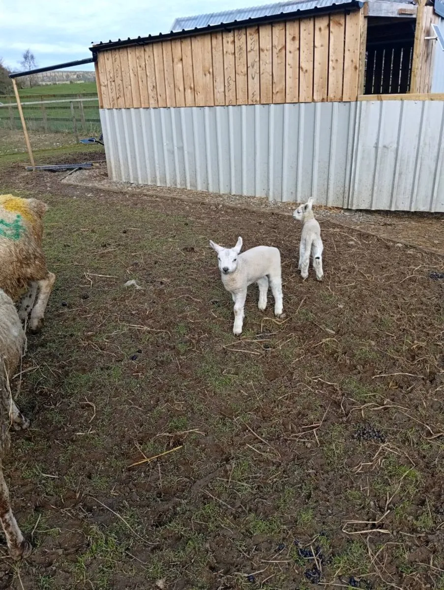 Ewes & Lambs - Image 4