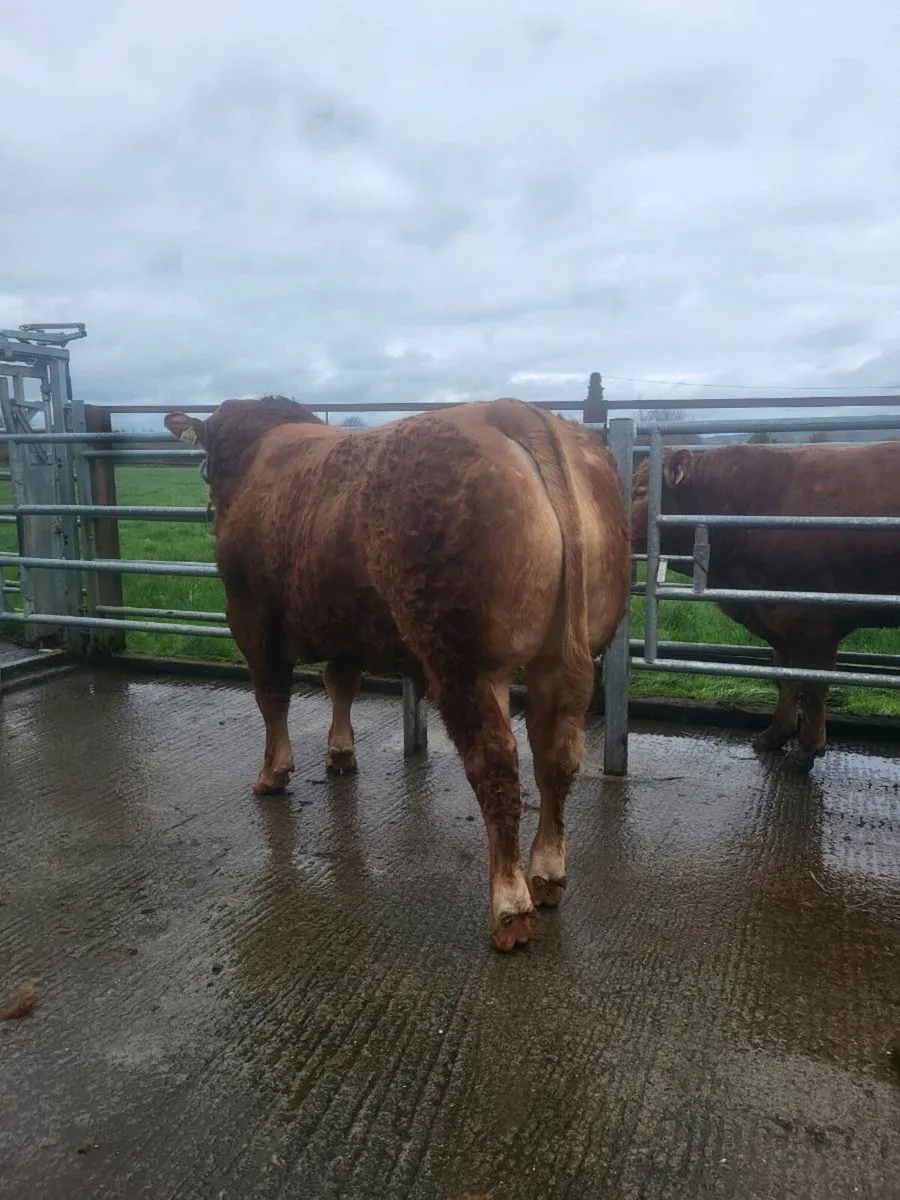 Onr Pbr limousin bull for roscrea - Image 4
