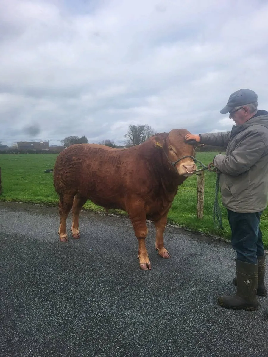 Onr Pbr limousin bull for roscrea - Image 1