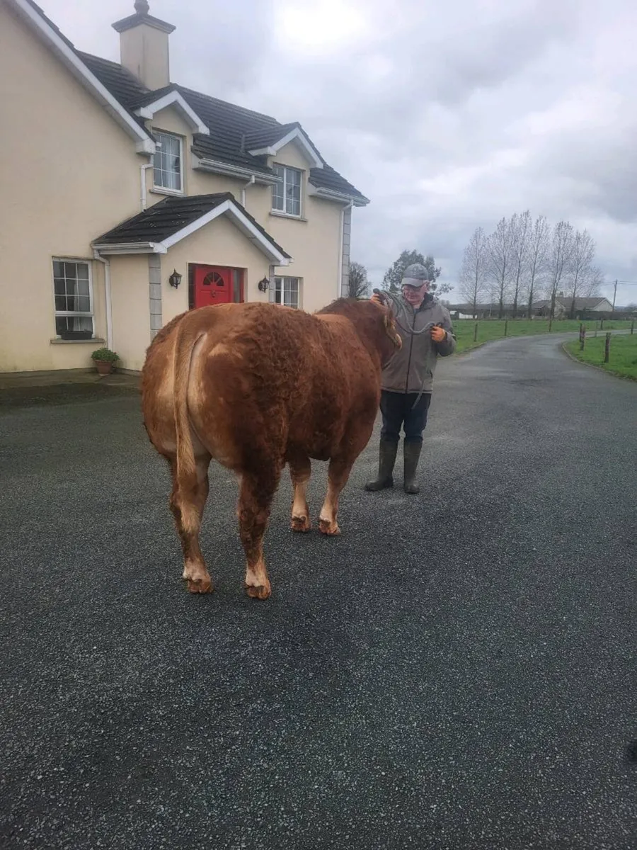 Onr Pbr limousin bull for roscrea - Image 2