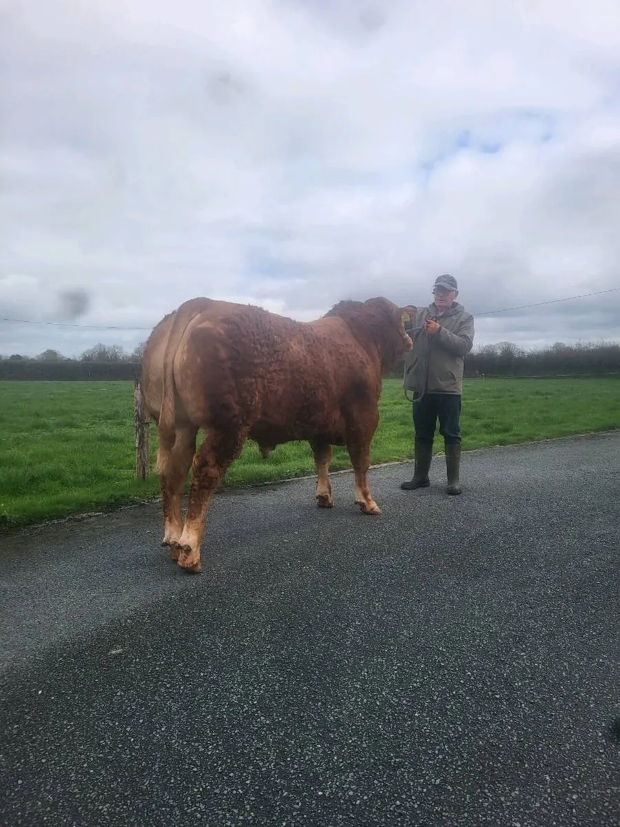 Onr Pbr limousin bull for roscrea - Image 3