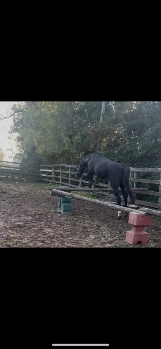 Pony/horse - Image 2