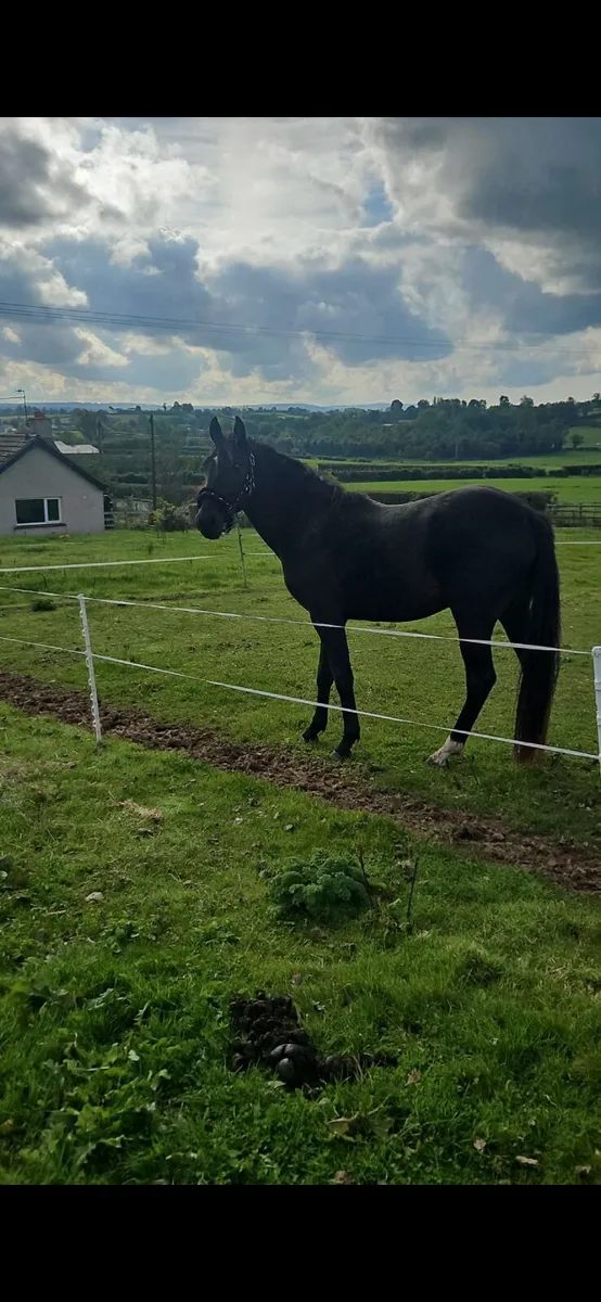 Pony/horse - Image 3