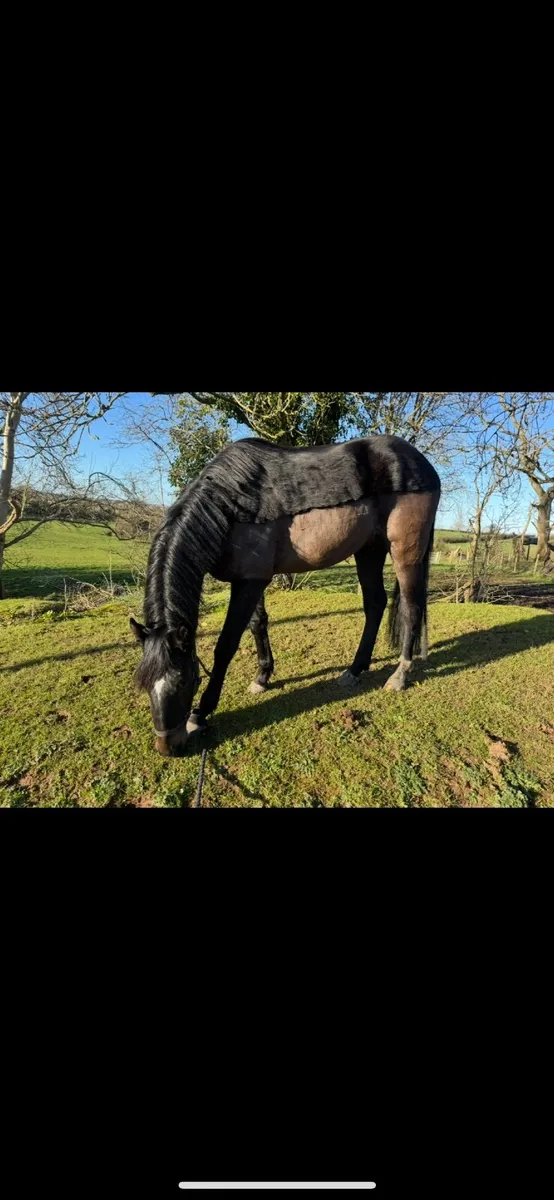 Pony/horse - Image 4