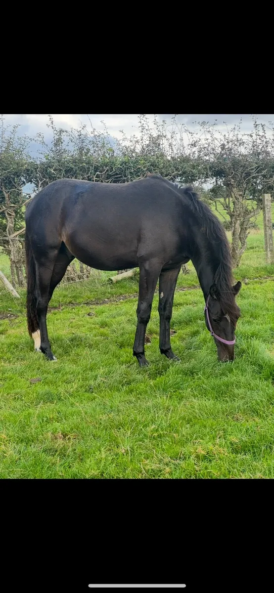 Pony/horse - Image 1