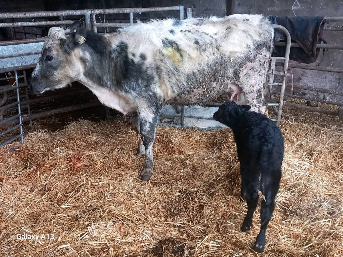 Belgian Blue Springer and calf - Image 1