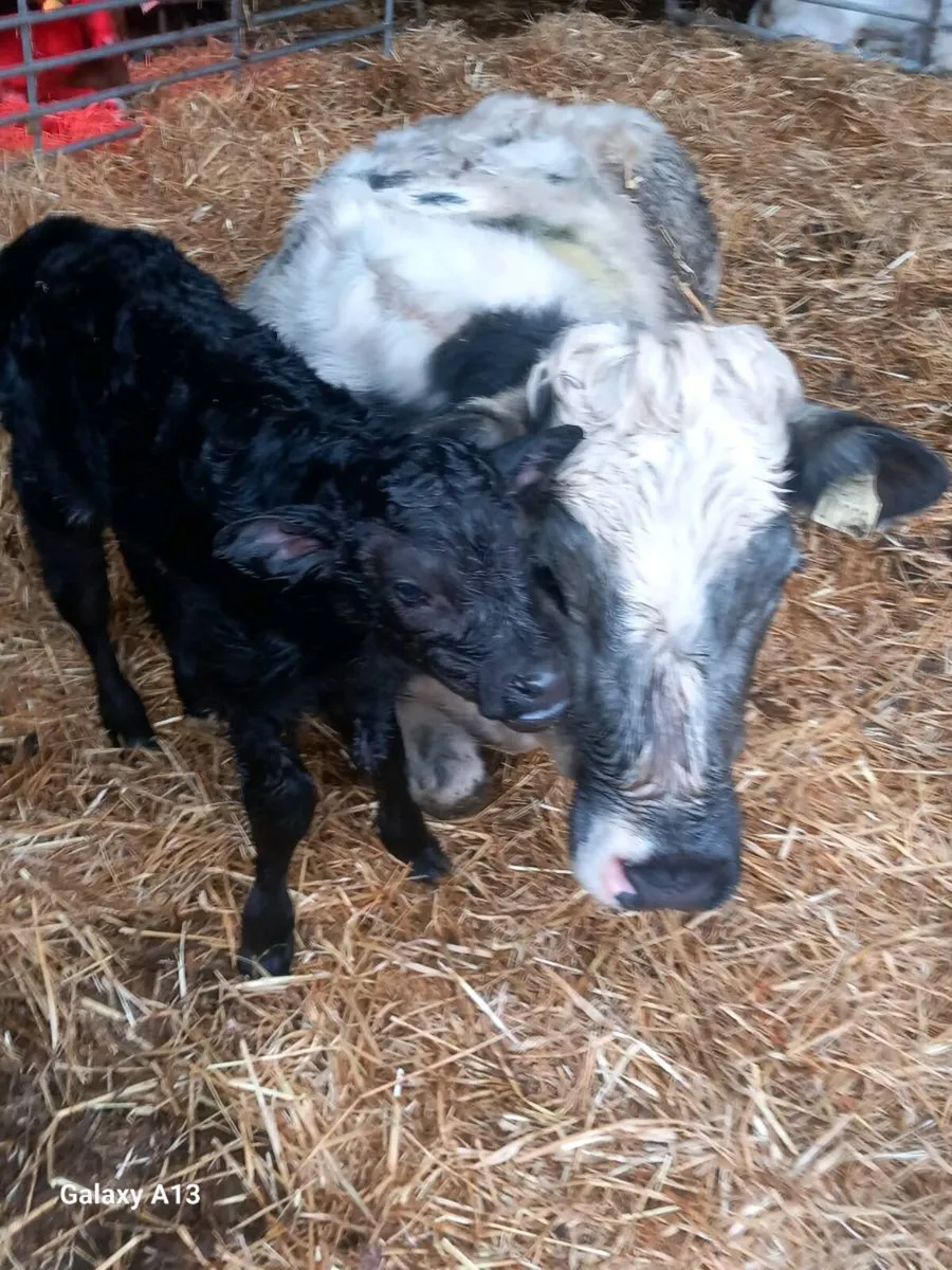 Belgian Blue Springer and calf - Image 2
