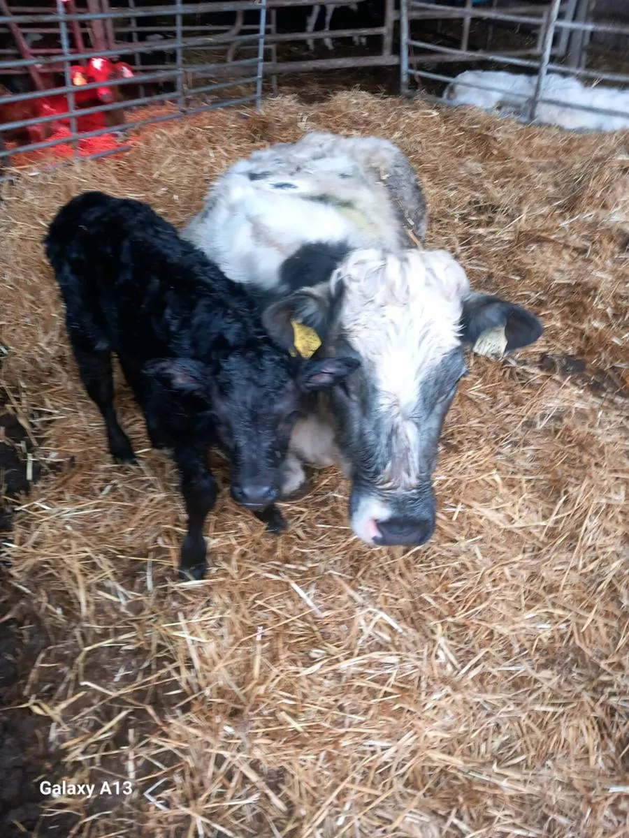 Belgian Blue Springer and calf - Image 3