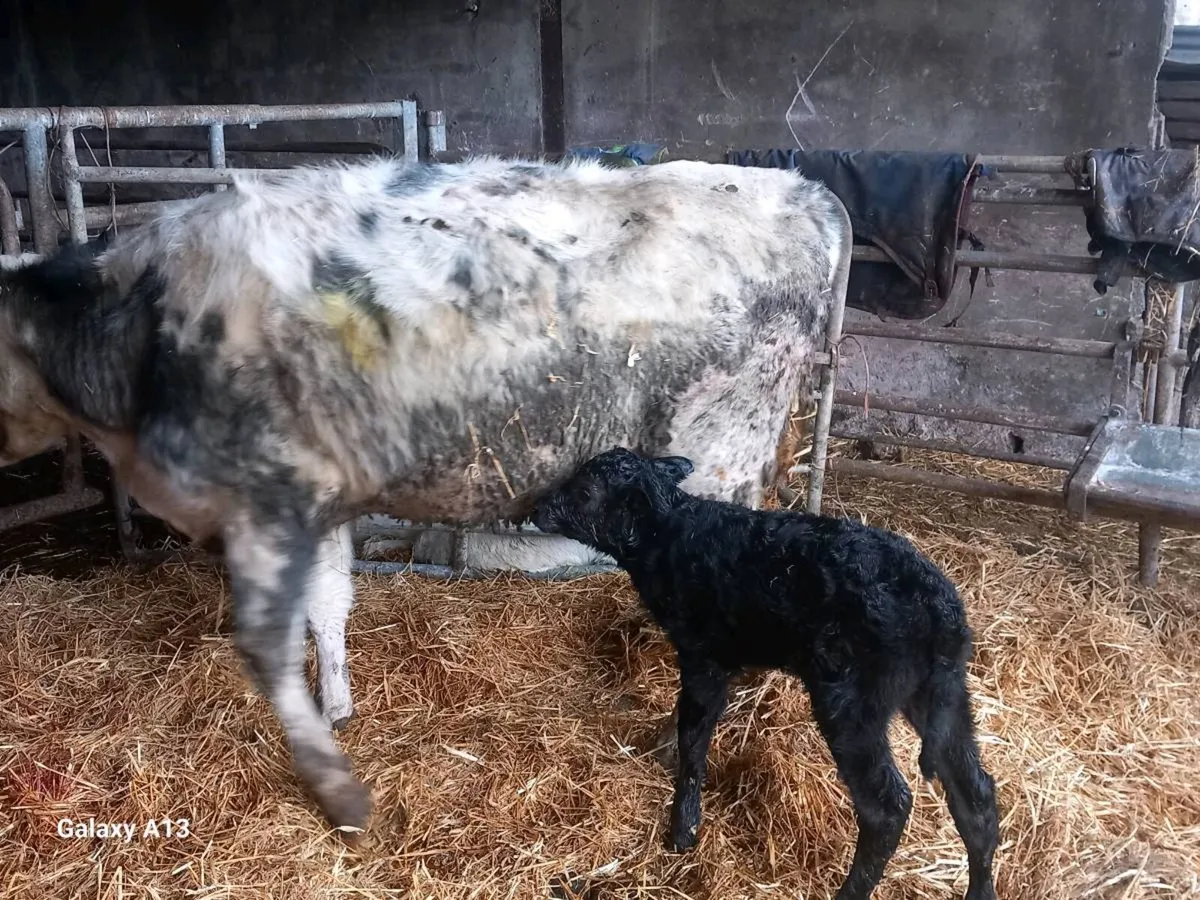 Belgian Blue Springer and calf - Image 4