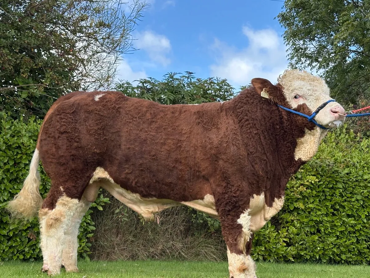 Simmental Bulls - Image 1
