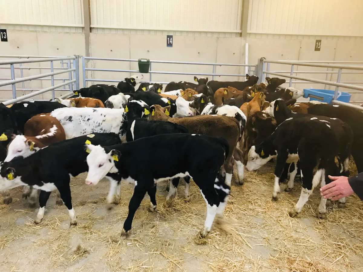 Strong Healthy Calves - Image 1