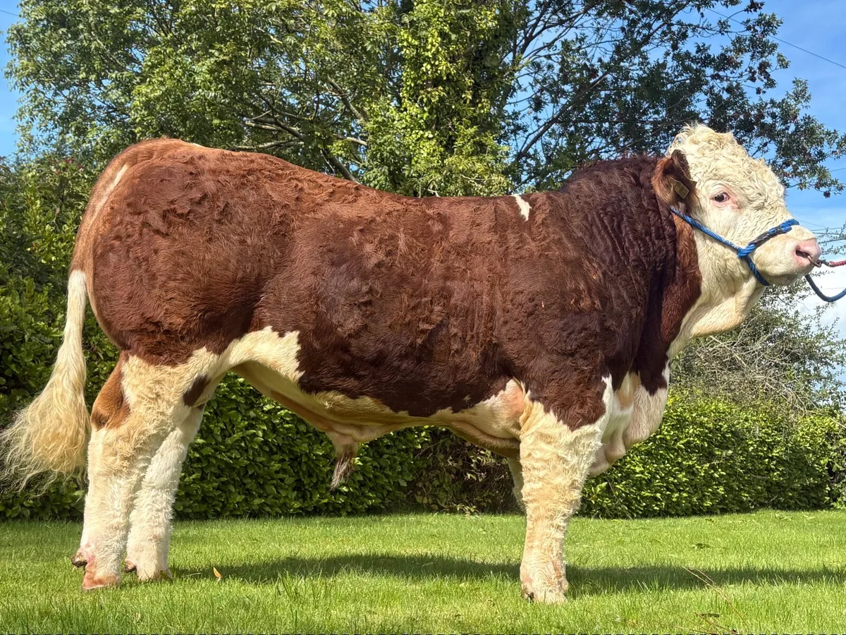 Simmental Bulls - Image 3