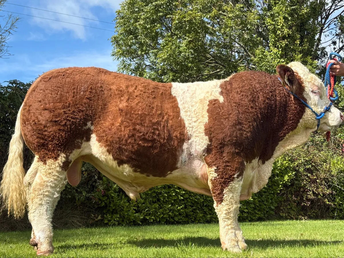 Simmental Bulls - Image 2