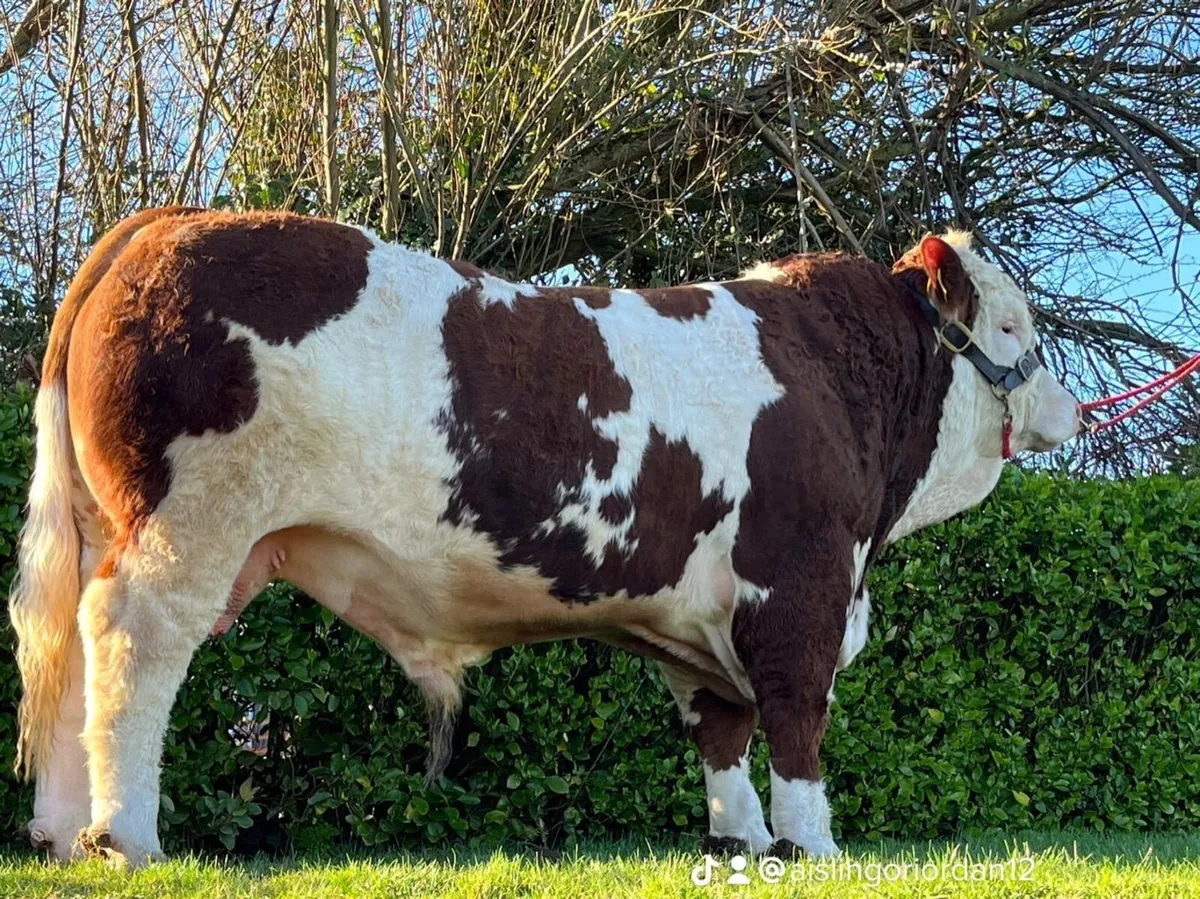 Simmental Bulls - Image 4