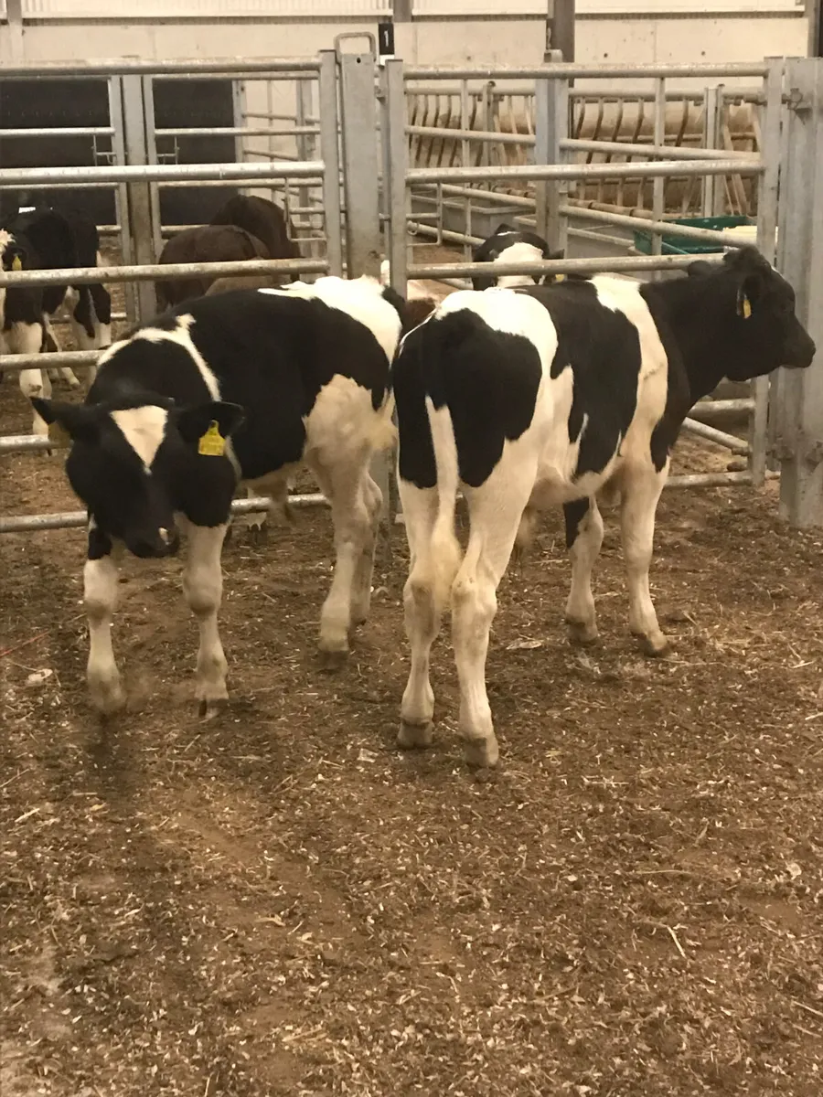 Strong Healthy Calves - Image 1