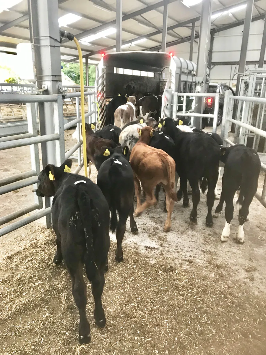 Strong Healthy Calves - Image 4