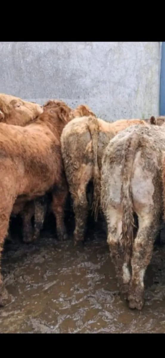 20 Grass  Bullock's. - Image 1