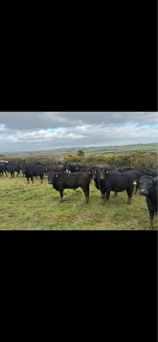Store cattle 380/400kg - Image 2