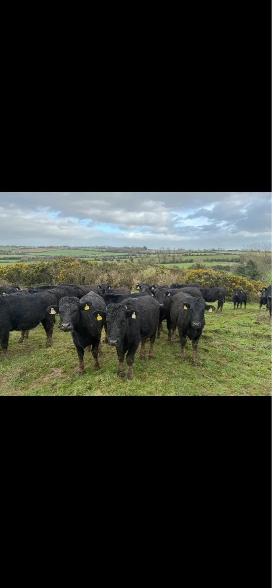 Store cattle 380/400kg - Image 3