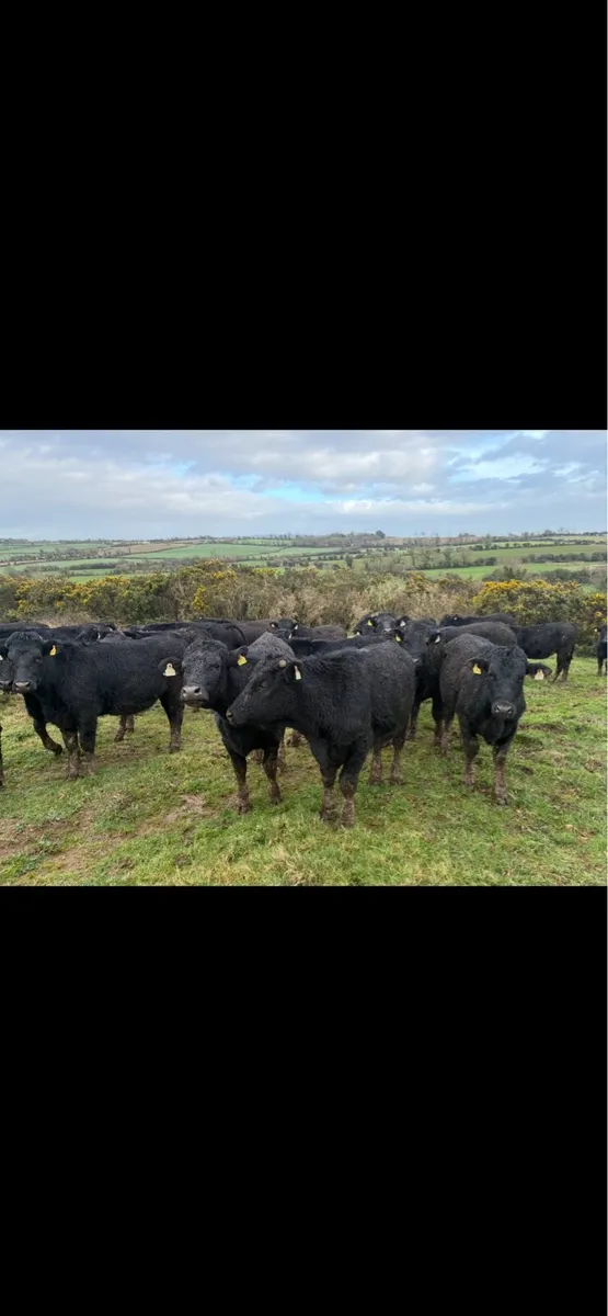 Store cattle 380/400kg - Image 4