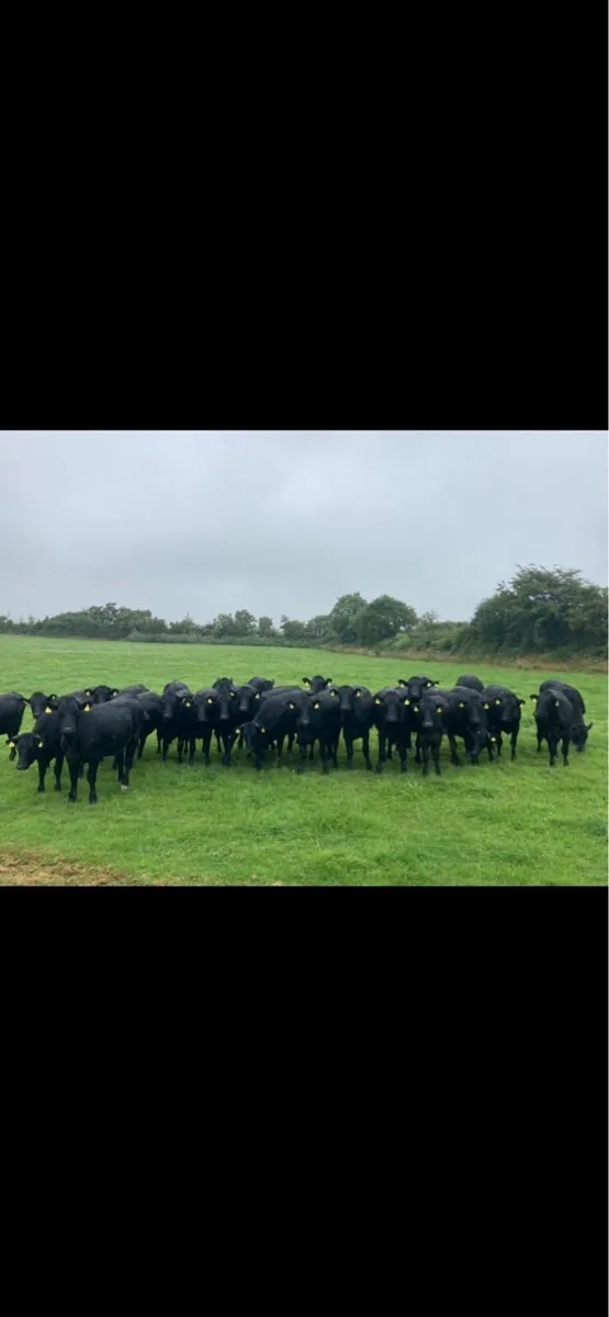 Store cattle 380/400kg - Image 1