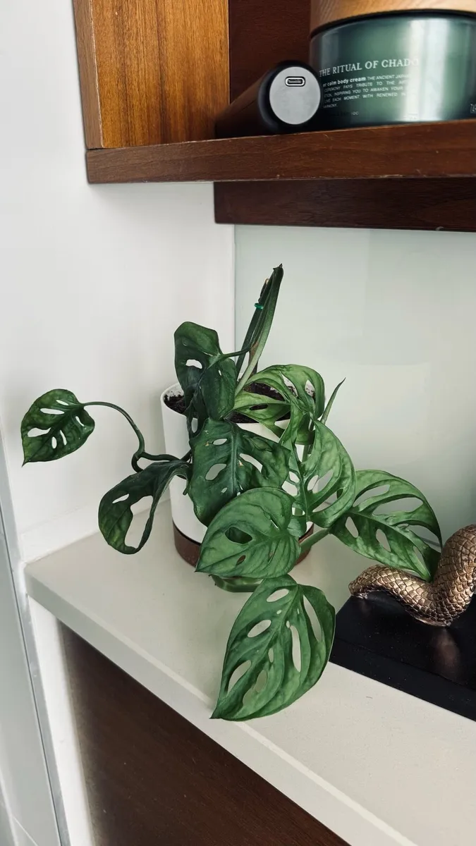 Monstera monkey mask - Image 1