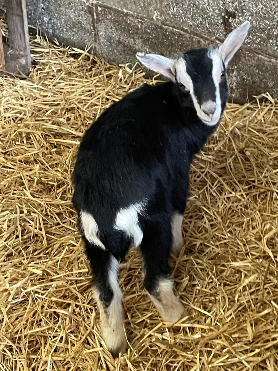 British Alpine PBNR Billy Kids - Image 1