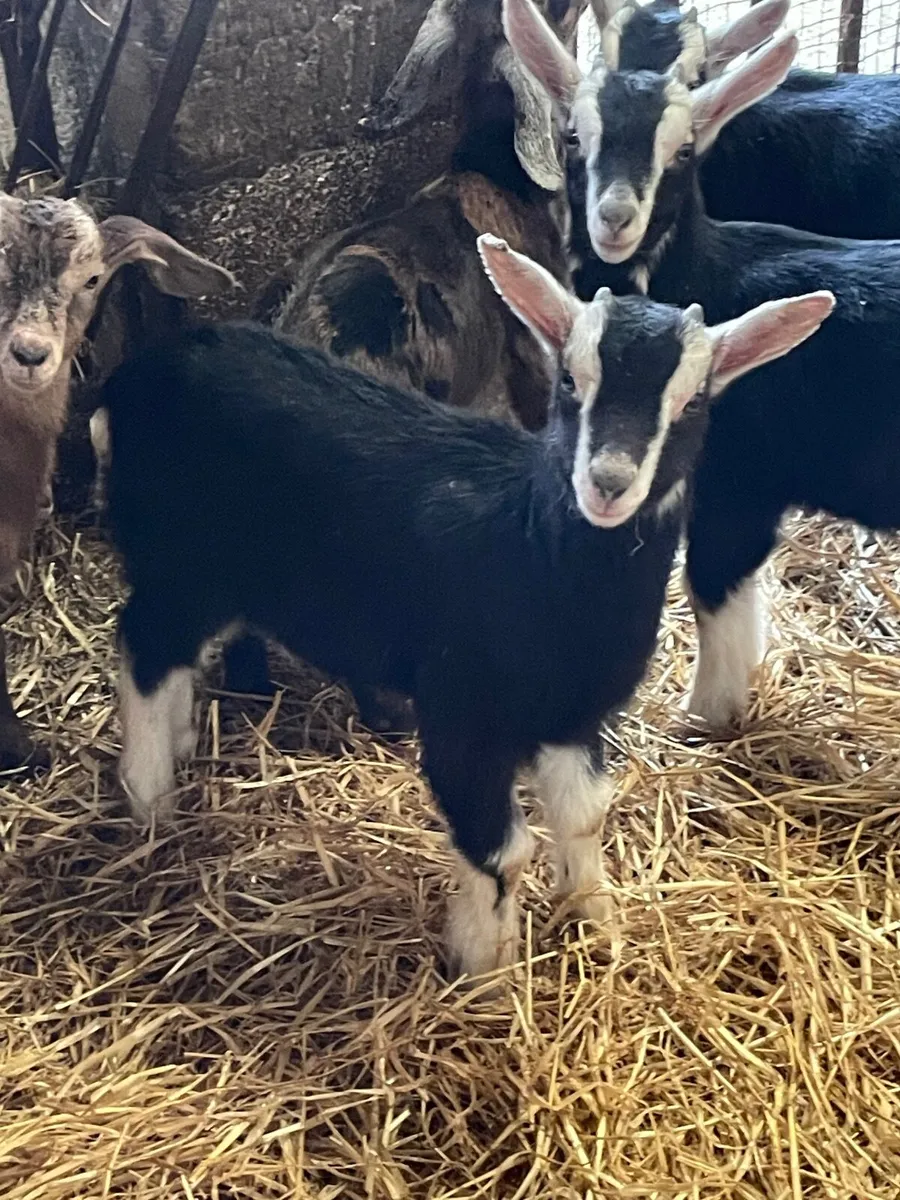 British Alpine PBNR Billy Kids - Image 2