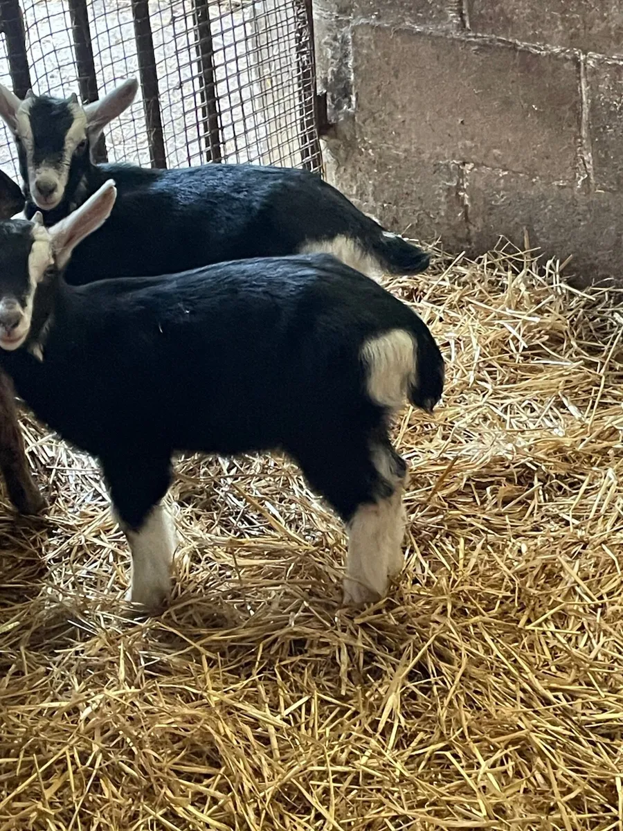 British Alpine PBNR Billy Kids - Image 3