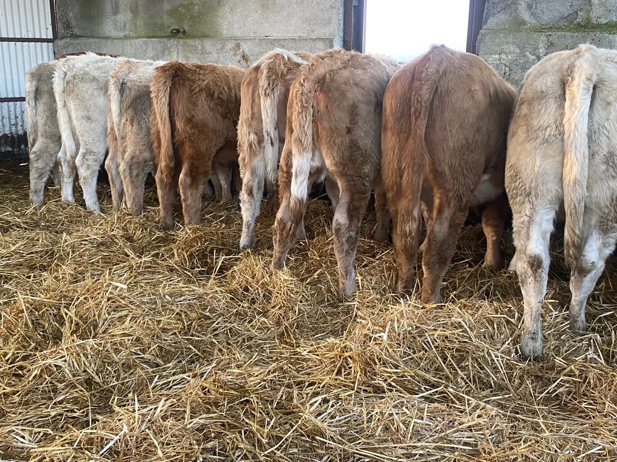 8 Super Heifer Weanlings - Image 3