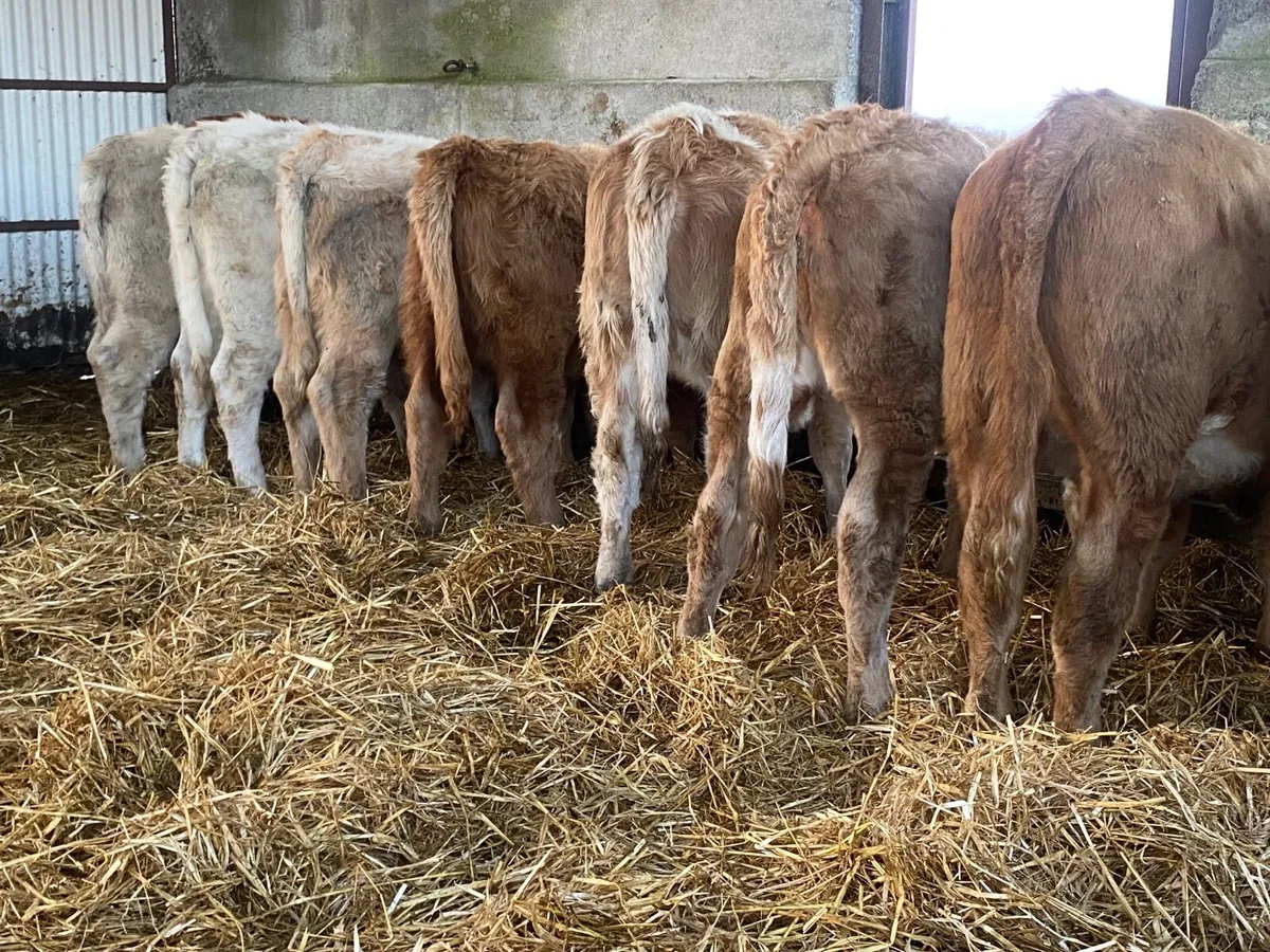 8 Super Heifer Weanlings - Image 4